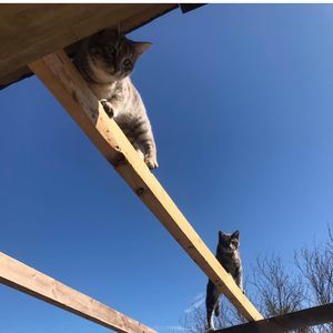 Meet your Posher, Bo